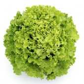 maradone f1 marul tohumu