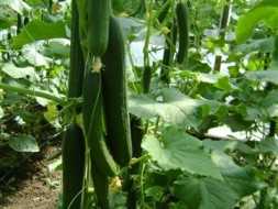 SANCANTO F1 SALATALIK TOHUMU