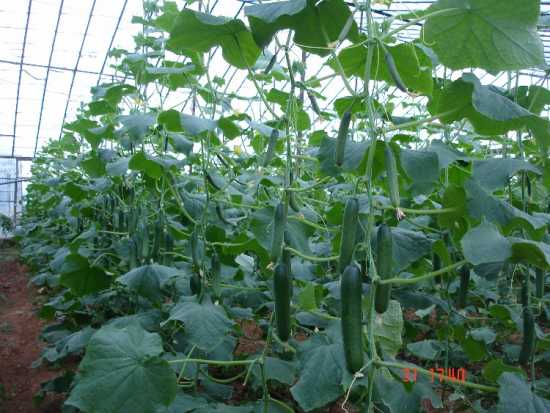 ŞAHİN F1 SALATALIK TOHUMU