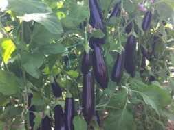 NECEF F1 PATLICAN TOHUMU