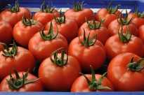 poyraz f1 domates tohumu