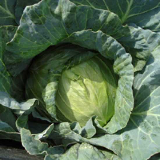 MENZANIA F1 LAHANA TOHUMU