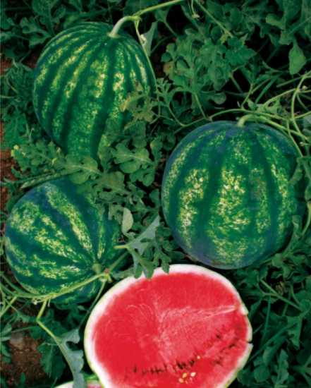 ŞEKER F1 KARPUZ TOHUMU