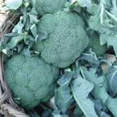 barokka f1 brokoli tohumu