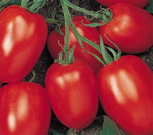 TOCAYO F1 DOMATES TOHUMU