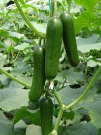 filinta f1 salatalık tohumu