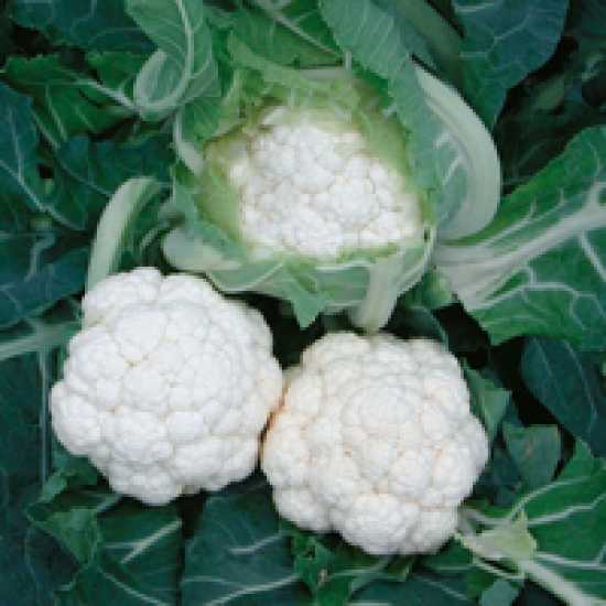 AQUATA F1 KARNABAHAR TOHUMU