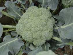 CORATO F1 BROKOLİ TOHUMU