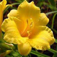 Ezan Çiçeği Tohumu