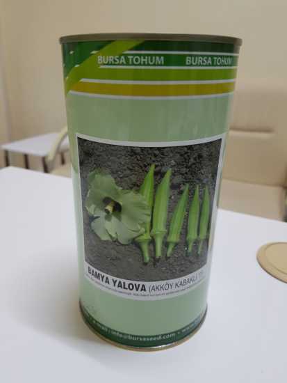 AKKÖY KABAKLI 11  BAMYA TOHUMU