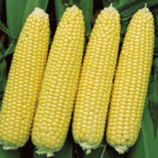 CHALLENGER F1 MISIR TOHUMU