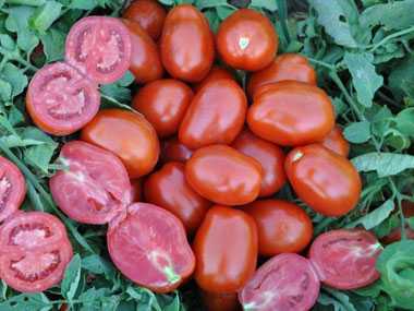 gonzales domates tohumu