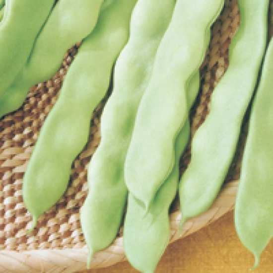 sofıa f1 fasulye tohumu