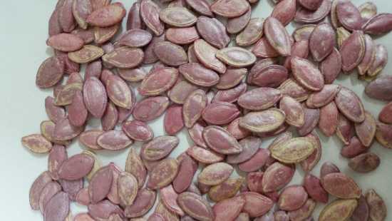 Topak kabak çekirdeği tohumu 