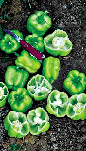 turbine f1 biber tohumu