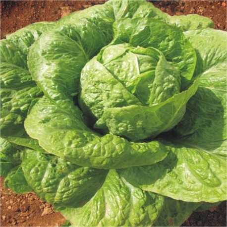 MARUL YEDİKULE  TOHUMU