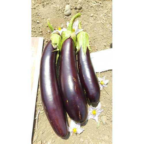 patlıcan kemer tohumu