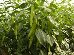 YELKEN F1 BİBER TOHUMU