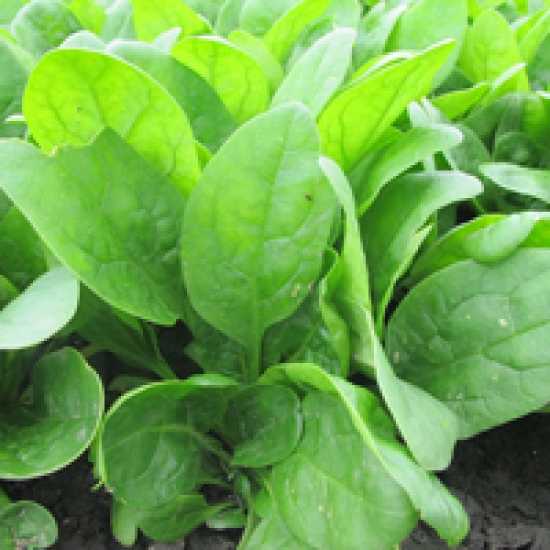 sv1846sc f1 ıspanak tohumu