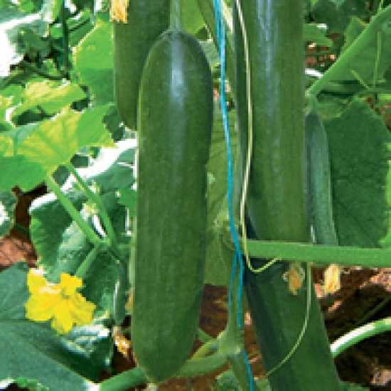 SÜVARİ F1 SALATALIK TOHUMU