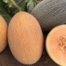 yeniay f1 kavun tohum u