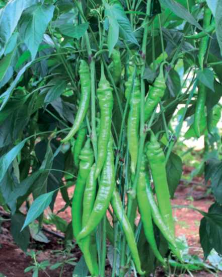 amiral f1 biber tohumu