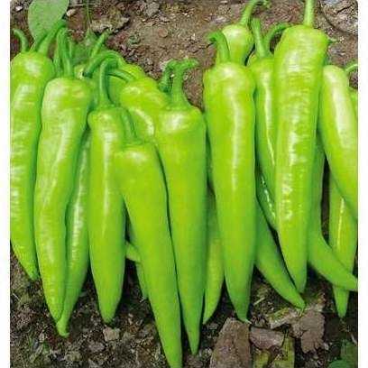 biber çarliston tohumu.jpg