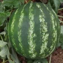 şafak f1 karpuz tohumu