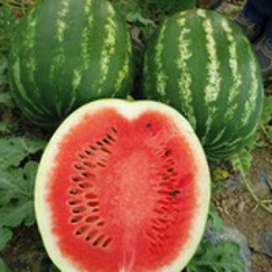 othello f1 karpuz tohumu