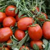 sükse f1 domates tohumu