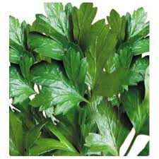 dgıant ıtalıana maydonoz tohumu