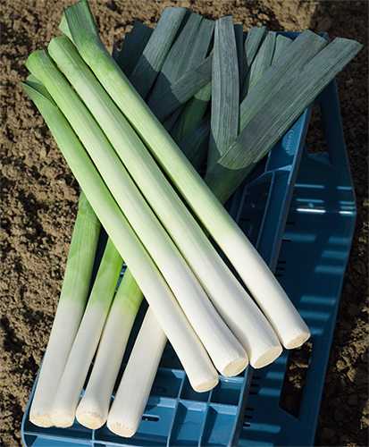 LINCOLN F1 PIRASA TOHUMU