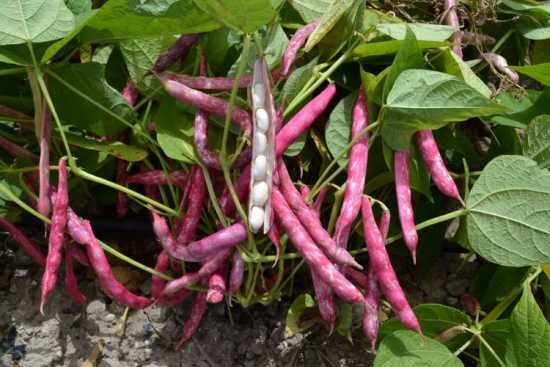 BARBİ F1 FASULYE TOHUMU