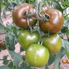 eto f1 domates tohumu