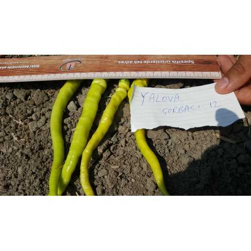 biber yalova çorbacı