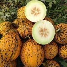 anka f1 kavun tohumu