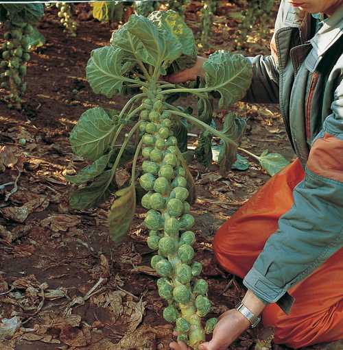 dimitri f1 bruksel lahanası 