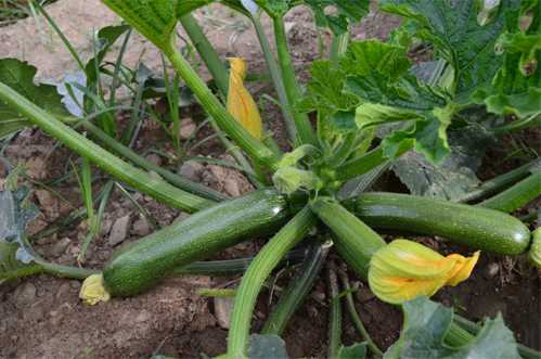 GAYE F1 KABAK TOHUMU