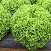 dragone f1 marul tohumu