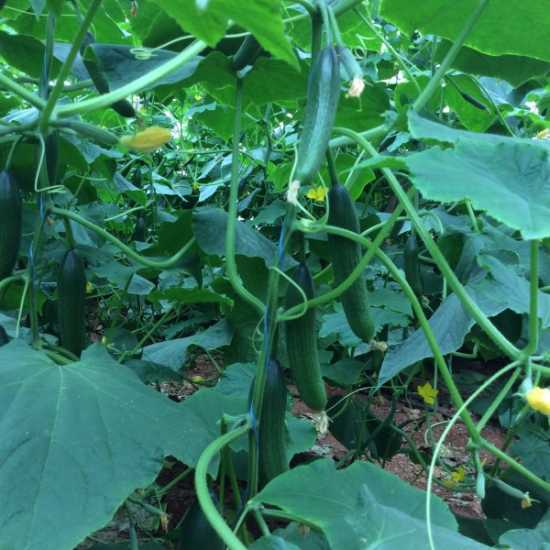 HALLEY F1 SALTALIK TOHUMU