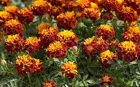 KADİFE ÇİÇEĞİ TOHUMU