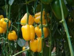 CELEYA F1 BİBER TOHUMU