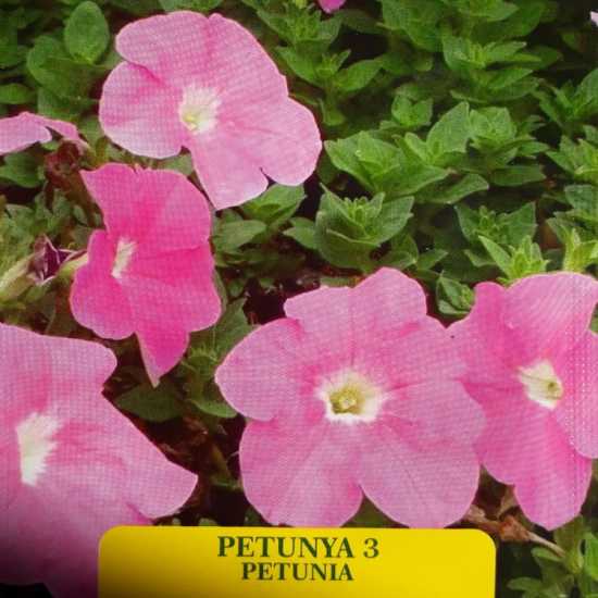 PETUNYA ÇİÇEĞİ TOHUMU