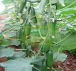 CEMRE F1 SALATALIK TOHUMU