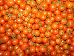 NECTAR F1 DOMATES TOHUMU