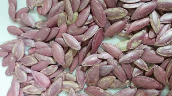 Sivri kabak çekirdeği tohumu 