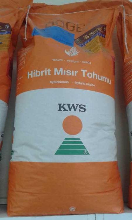 KWS HİBRİT MISIR TOHUMU