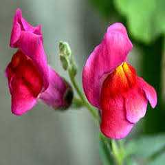 ASLANAĞZI ÇİÇEK TOHUMU