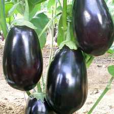 karagül f1 patlıcan tohumu