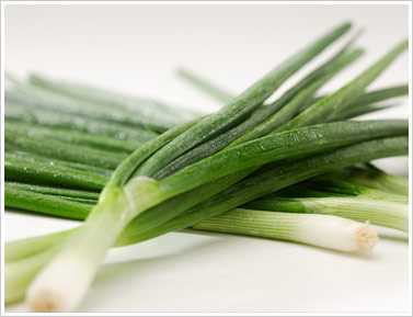 YEŞİL SOĞAN TOHUMU